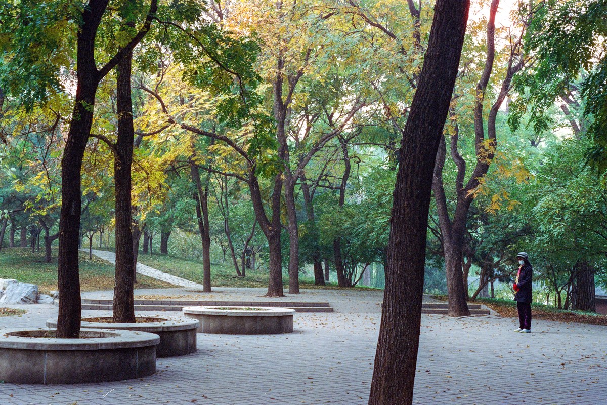 A single person walking on a paved path through a quiet park of tall trees in late afternoon light
