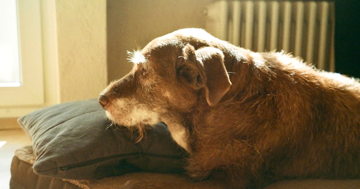Canine Cognitive Dysfunction Signs and Care for Aging Dogs