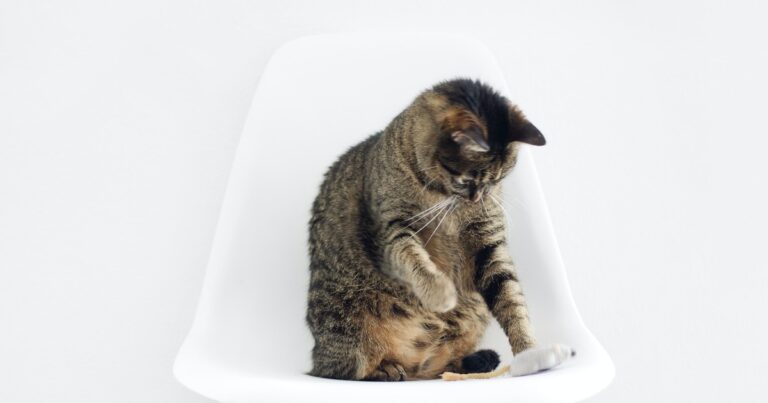 Cat Straining to Urinate: When FLUTD Is an Emergency