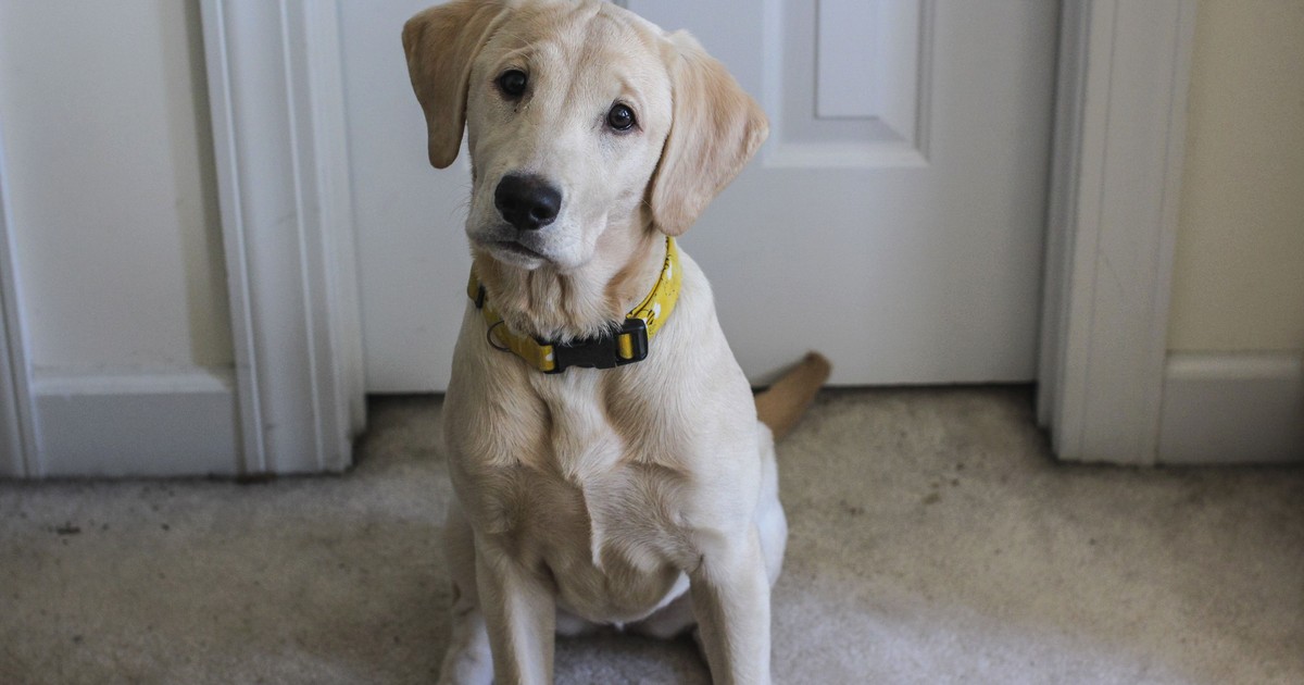 Itchy Dog Paw Licking: Food Allergy Is Rarely the Cause