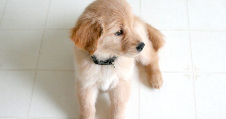 Puppy Vaccination Schedule: Why the Last Shot's Age Matters