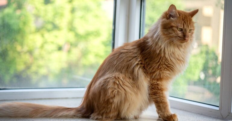 Cat Hairballs: How Often Is Normal, and When to Worry