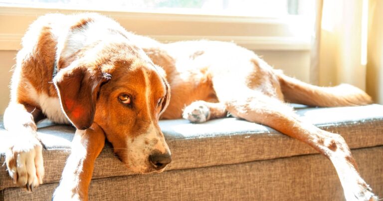 Dog Ear Infection: Why Cleaning Comes After the Vet