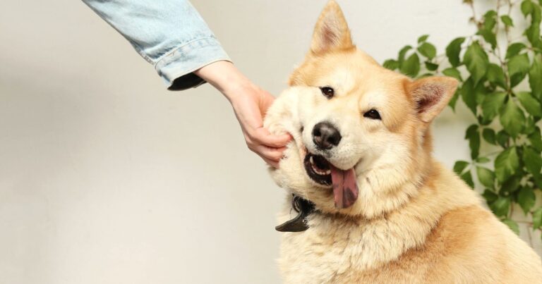 Pet Obesity: Body Condition Score and Safe Weight Loss