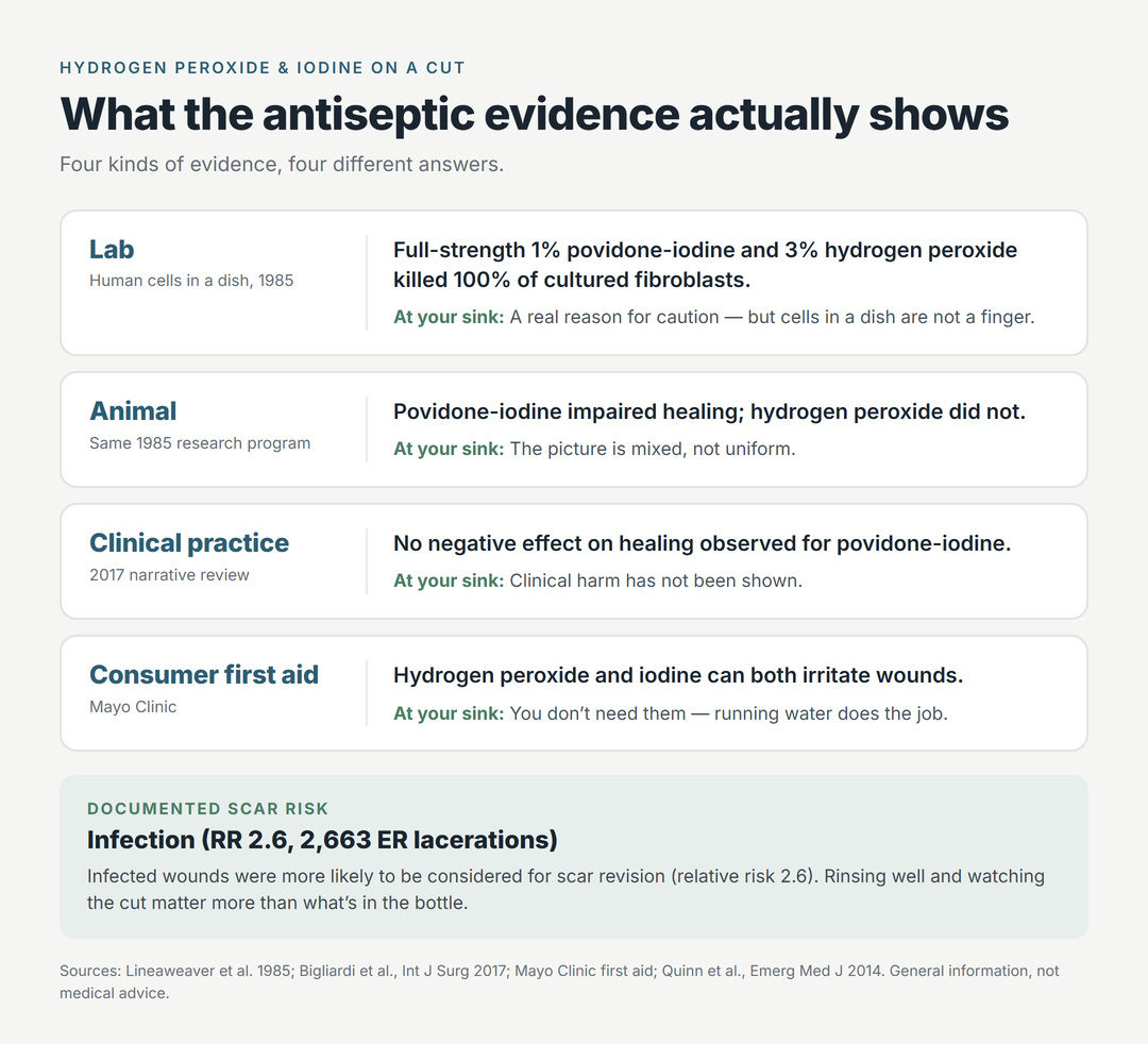 What the antiseptic evidence shows, in four rows: lab study of human cells, full-strength 1% povidone-iodine and 3% hydrogen peroxide killed 100% of fibroblasts; animal study, povidone-iodine impaired healing but hydrogen peroxide did not; clinical practice review, no negative effect on healing observed for povidone-iodine; Mayo Clinic first aid, both can irritate wounds and running water does the job. Documented scar risk is infection, relative risk 2.6 in 2,663 ER lacerations